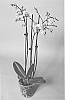 plant%20named%20%27SUPHAL1310%27