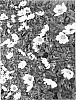 plant%20named%20%27HDLE105%27