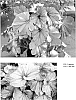 plant%20named%20%27Cool%20Breeze%20Pewter%27
