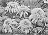 plant%20named%20%27Secret%20Glow%27
