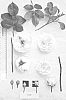 shrub%20named%20%27AUSnoble%27