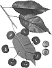 Cherry%20tree%20named%20%27Royal%20Belle%27