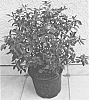 plant%20named%27ROBLEX%27