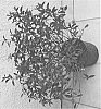 plant%20named%20%27ROBLEU%27