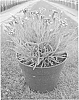 plant%20named%20%27WP11%20TYR04%27