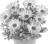 plant%20named%20%27Fidostsepia%27
