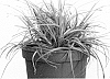 plant%20named%20%27Everdi%27
