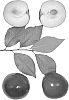 Interspecific%20tree%20named%20%27Autumn%20Zee%27