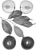Interspecific%20tree%20named%20%27Bella%20Sweet%27