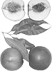 Nectarine%20tree%20named%20%27Polar%20Sweet%27