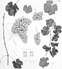 Grapevine%20named%20%27Sheegene-18%27