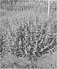 plant%20named%20%27Novacaryfou%27