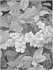 plant%20named%20%27Verspi%201%27