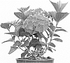 plant%20named%20%27Kolmaru%27