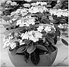 plant%20named%20%27SMHMLDD%27