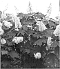 plant%20named%20%27Brenhill%27