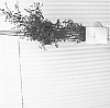 Mint%20plant%20%27HooDoo%20Mint%27