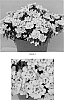 plant%20named%20%27IBSZ0001%27