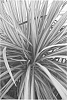 plant%20named%20%27Jive%27