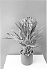 plant%20named%20%27Curalimei%27