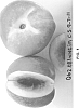 Nectarine%20tree%2C%20%27Burnecttwentyseven%27