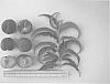 Peach%20tree%20named%20%27UFBest%27