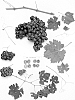 Grapevine%20named%20%27Sheegene-16%27