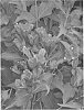 plant%20named%20%27Verweig%206%27