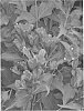 plant%20named%20%27Verweig%206%27