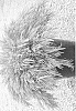 plant%20named%20%27ACCOG01%27