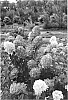 plant%20named%20%27SMHPFL%27