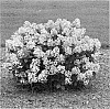 plant%20named%20%27SMHPLQF%27