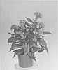 plant%20named%20%27Zancetopicpaa%27