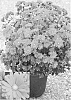 plant%20named%20%27CIFZ0010%27