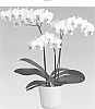 orchid%20plant%20named%20%27Sharky%27