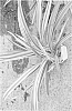 Dianella%20plant%20named%20%27Fortunegold%27