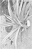 Dianella%20plant%20named%20%27Fortunegold%27
