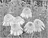 plant%20named%20%27Meteor%20Yellow%27