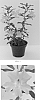 plant%20named%20%27Bosburem%27