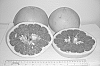 Pummelo%20tree%20named%20%275-1-99-5%27