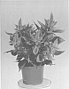 plant%20named%20%27Zancecomfort%27