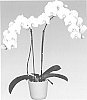 orchid%20plant%20named%20%27Telluride%27