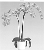 orchid%20plant%20named%20%27Flashdance%27