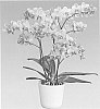 orchid%20plant%20named%20%27Grissini%27