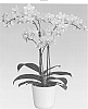 orchid%20plant%20named%20%27Auberge%27