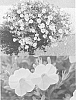 plant%20named%20%27Sunbel%208571%27