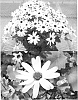 plant%20named%20%27Sunsenehobume%27