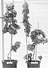 Dwarf%20grapevine%20%27VDG003%27