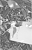 plant%20named%20%27WG%2002%27