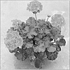 plant%20named%20%27PEQZ0006%27